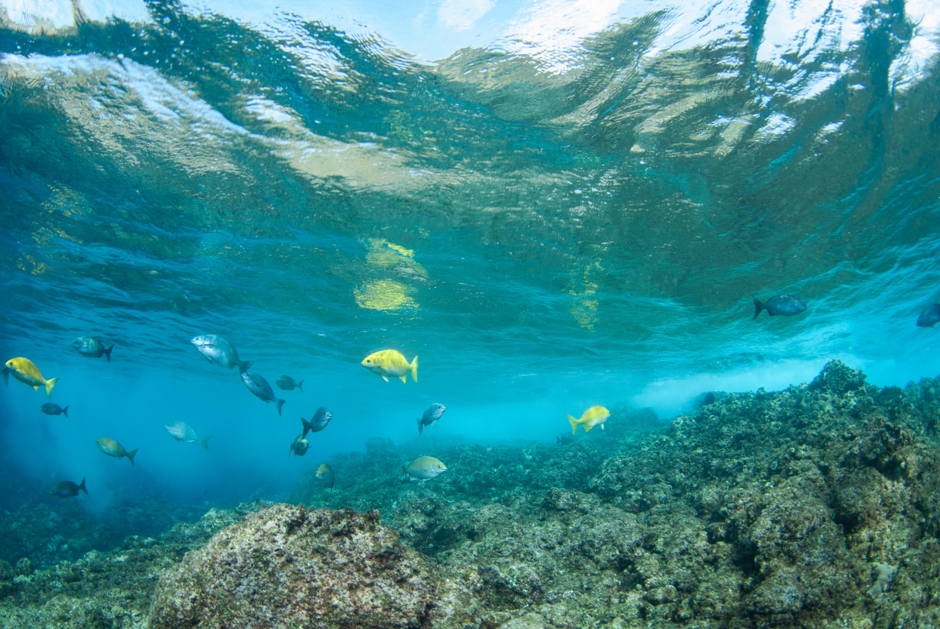 _JFG4037 – kermadec, islands, kermadecs, dive, images, remote, doc, sub tropical, subtropical, sub-tropical, marine, reserve, expedition, lust for rust, mesley, crispin, nz, new, zealand, new zealand, Beaked, Drummer, Kyphosus, pacificus, crispin, Kermadecs 13,